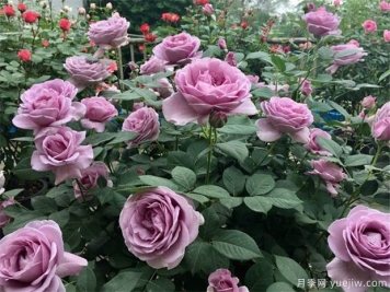 怎么经营月季苗圃才能赚钱？