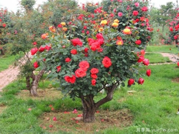 园林植物移栽后生根成活的6个措施