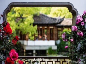 养月季我们要避免踩的一些坑