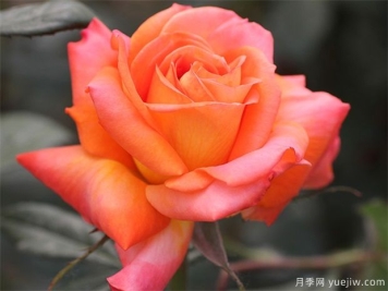 大花月季人人爱，如何把大花月季养的枝繁叶茂？