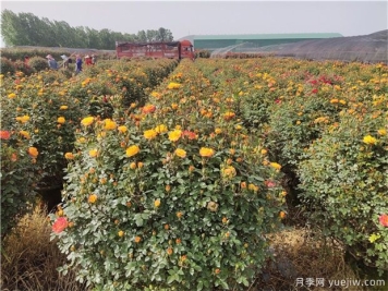 种什么花木不愁销、利润高、比较有前景？
