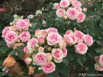 藤本月季的修剪注意细节你知道吗