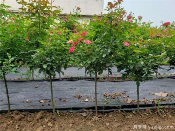 南阳绿化苗木种植规范