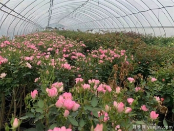 各类植物越冬养护技术措施