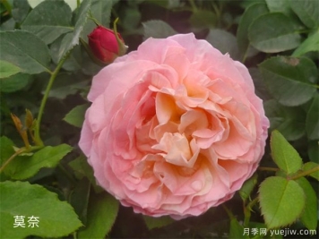 月季花施肥方法，月季养护如何施肥