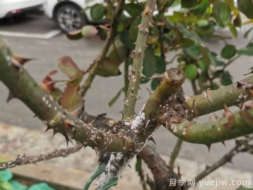月季枝干上有许多小白点，可能是桑盾蚧在危害