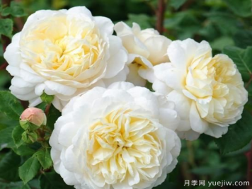 35个奥斯汀官方推荐的月季品种，抗病强长势好开花多花友必选