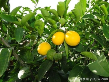 盆栽柠檬树掉叶子怎么办？