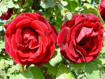 15种室内花卉的养护知识，月季很好养