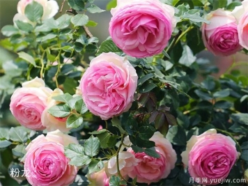 推荐10种好听又唯美的常见月季花