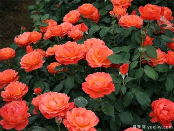 丰花月季怎样进行虫害防治的呢？