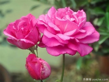 月季老化的3个特征，修剪才能爆发新生机