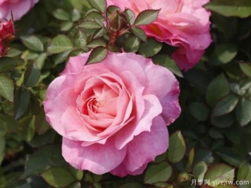 阳台月季种植养护方法和适合的品种