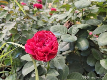 地栽月季春天能施肥吗