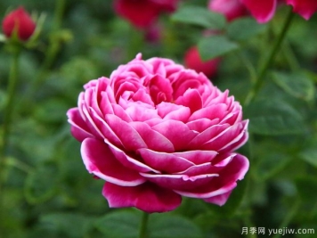 推荐十款适合瓶插的切花月季品种