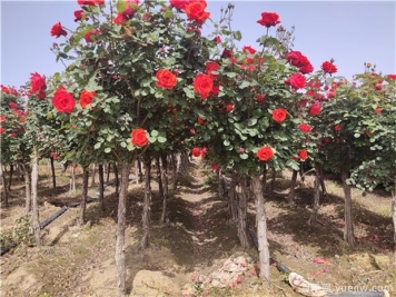 月季花苗怎么修剪？树状月季修剪方法