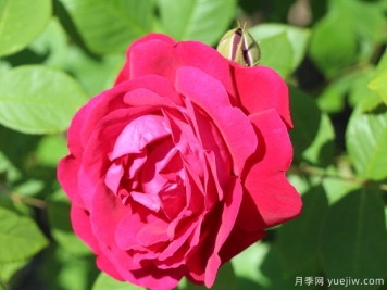 雅克米诺将军月季/亚克米诺上将