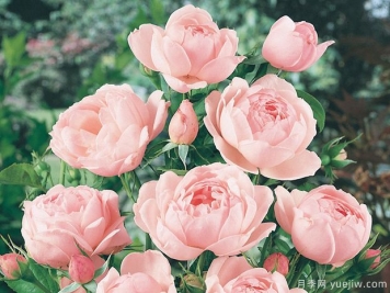 费加罗夫人月季的优缺点是什么？