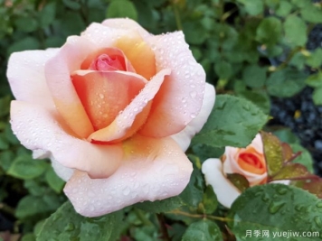 老爷的美人月季