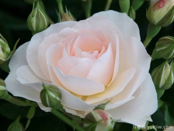 天狼星月季的优缺点是什么？