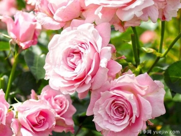 暗恋月季的优缺点是什么？