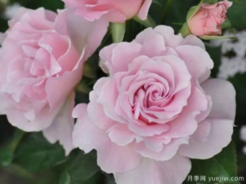 新娘月季的优缺点是什么？