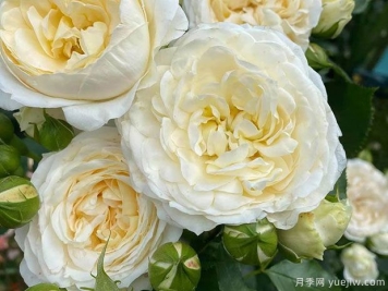 丹陶和平之光月季的优缺点是什么？