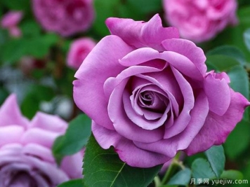 夏尔戴高乐月季