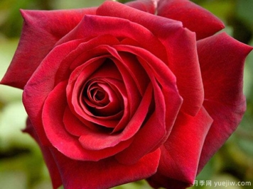 伊迪丝琵雅芙月季/艾迪特皮雅芙