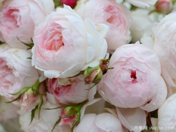 小抒情曲月季的优缺点是什么？