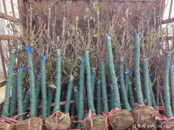 树状月季出现叶子发黄掉落主要原因有哪些？