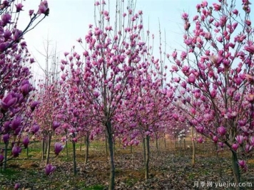 为什么春植苗木容易出现假活现象，8个原因