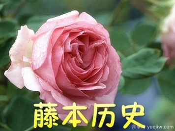 藤本历史月季