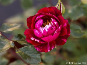 糖果光芒月季(美)