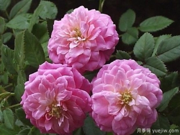 法国糖果光芒月季