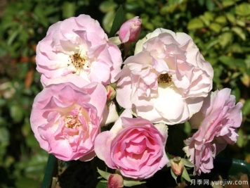 安妮粉红月季Annie's Pink