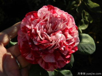 树莓条纹月季的优缺点是什么？