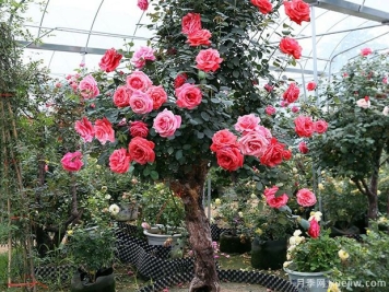 月季到了夏天喜欢黄叶，这是怎么回事？