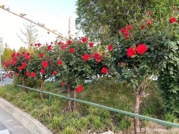 夏季养月季花怎么样？