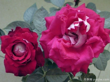 红葡萄酒月季的优缺点是什么？