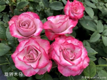 微型月季四季开花的养护办法