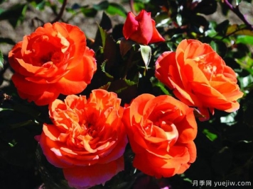 芒果阳台月季的优缺点是什么？