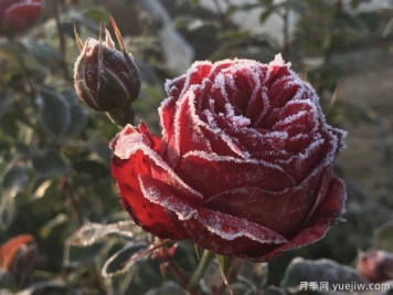 冬季月季花怎么养？月季花春天如何才能开爆花？