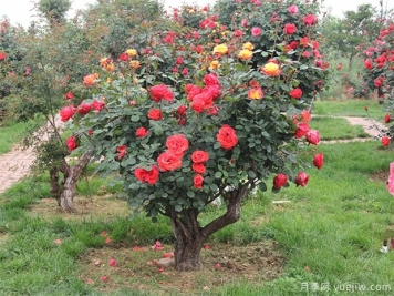 树状月季的前景如何？优点多绿化广