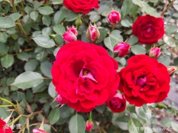 夏令营月季：淅川淅水月季合作社的当家花旦