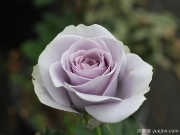 转蓝月季的优缺点是什么？