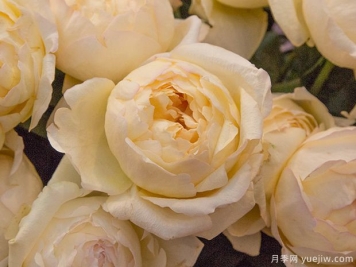 象牙伊芙伯爵月季的优缺点是什么？