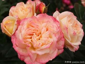 协和月季/协和式飞机