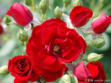 樱桃红霜月季/樱桃冰霜