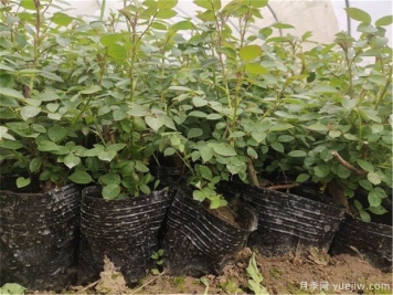 月季该如何缓苗你知道吗？